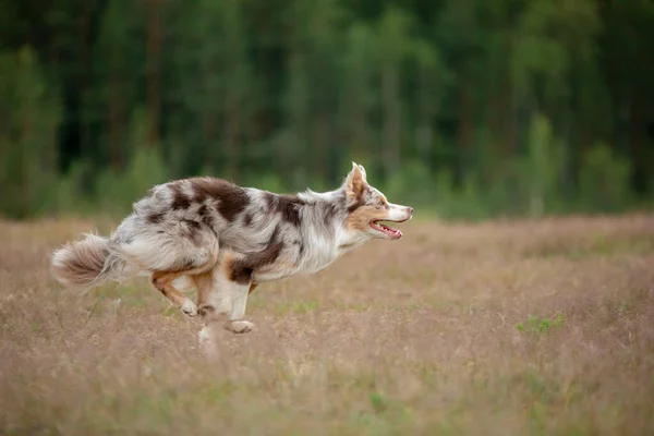 Cão Corre Relva Campo Animais Estimação Ativos Livre Inteligente Fronteira — Fotografia de Stock