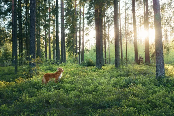 Red Dog Summer Forest Nova Scotia Duck Retriever Nature Beautiful — Stock Photo, Image