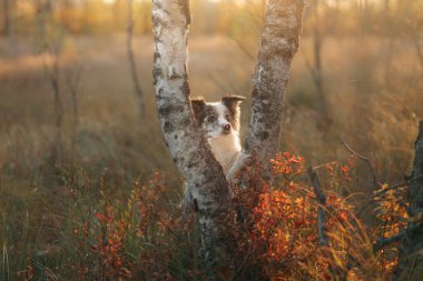 Doğadaki köpek. Sonbahar havası. Yapraklı çoban köpeği ormana düştü.