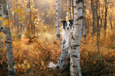 Doğadaki köpek. Sonbahar havası. Yapraklı çoban köpeği ormana düştü.