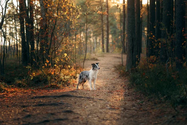 Perro Naturaleza Humor Otoñal Collie Fronterizo Caída Hojas Bosque — Foto de Stock