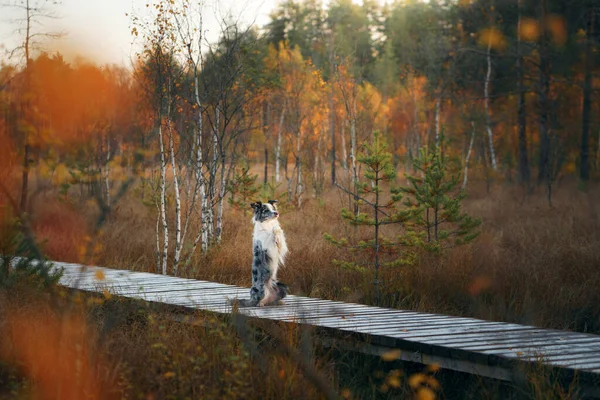 Cane Natura Autunno Vena Collie Confine Foglia Cadono Nella Foresta — Foto Stock