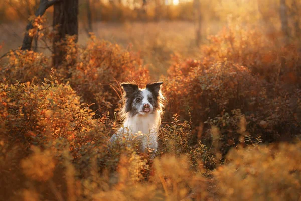 Cão Natureza Humor Outono Fronteira Collie Folha Cair Floresta — Fotografia de Stock