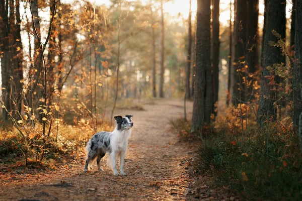 Hund Naturen Hösthumör Gräns Collie Löv Faller Skogen — Stockfoto