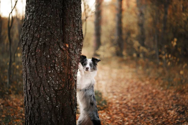 Kutya Természetben Őszi Hangulat Border Collie Leaf Esik Erdőben — Stock Fotó