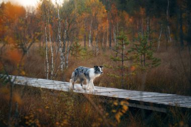 Doğadaki köpek ahşap bir yolda. Sonbahar havası. Yapraklı çoban köpeği ormana düştü.