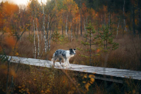 自然の中で野良犬です 秋の気分 森の中の葉の秋にはボーダーコレー — ストック写真