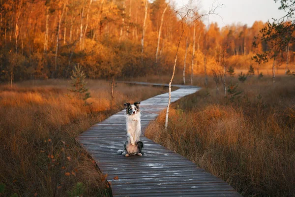 Perro Naturaleza Camino Madera Humor Otoñal Collie Fronterizo Caída Hojas —  Fotos de Stock