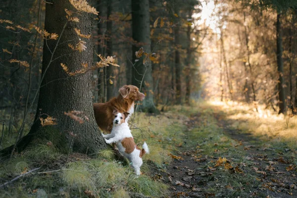 Две Собаки Осеннем Парке Новая Шотландия Duck Tolling Retriever Джек — стоковое фото