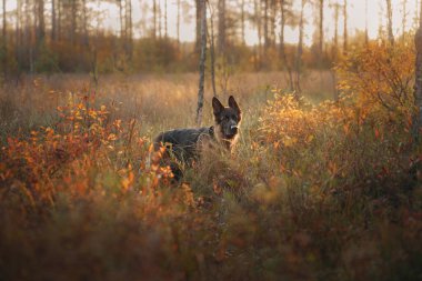 Doğadaki köpek. Sonbahar havası. Yaprağın içindeki Alman kurdu ormana düştü.