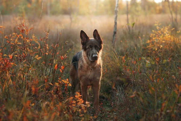 Kutya Természetben Őszi Hangulat Német Juhász Levél Esik Erdőben — Stock Fotó