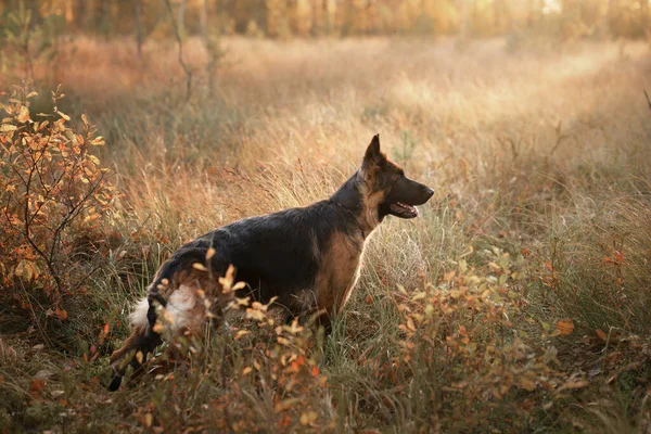 Σκύλος Στη Φύση Φθινοπωρινή Διάθεση Γερμανικός Ποιμενικός Φύλλα Πέφτει Στο — Φωτογραφία Αρχείου