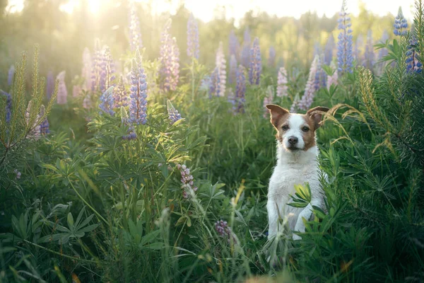 dog in lupine flowers in nature. Funny and Happy jack russell terrier