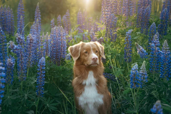 dog in lupine flowers in nature. Funny and Happy Nova Scotia duck retriever, Toller