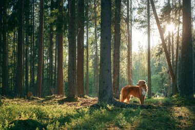 Ormandaki köpek. Nova Scotia Duck Tolling Retriever ağaçların arasında. Evcil bir hayvanla yürü