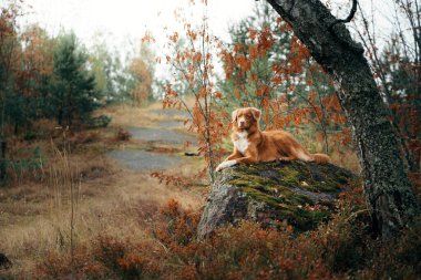 Sonbaharda köpek. Kırmızı Nova Scotia Duck Tolling Retriever sonbahar ormanında bir taşın üzerinde yatıyor.