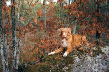 Sonbaharda köpek. Kırmızı Nova Scotia Duck Tolling Retriever sonbahar ormanında bir taşın üzerinde yatıyor.
