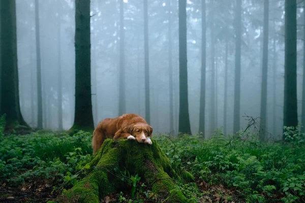 Dog Foggy Forest Nova Scotia Duck Tolling Retriever Nature Trees — Stock Photo, Image