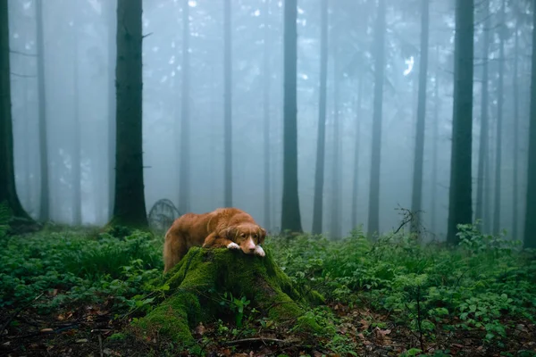 Cão Floresta Nebulosa Nova Escócia Pato Tolling Retriever Natureza Entre — Fotografia de Stock