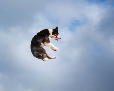 Köpek sınırındaki çoban köpeği gökyüzüne karşı atlıyor.