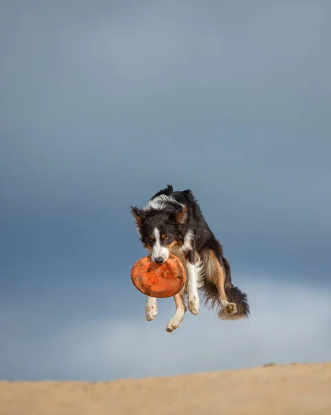 Border Collie Attrape Disque Dans Champ Contre Ciel — Photo