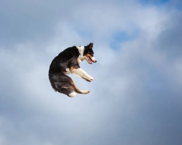 Anjing Perbatasan Collie Melompat Lapangan Terhadap Langit — Stok Foto