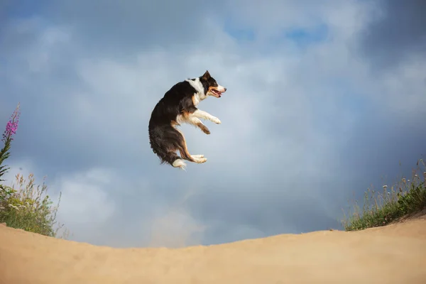 狗的边境牧羊犬在田野里对着天空跳跃 — 图库照片