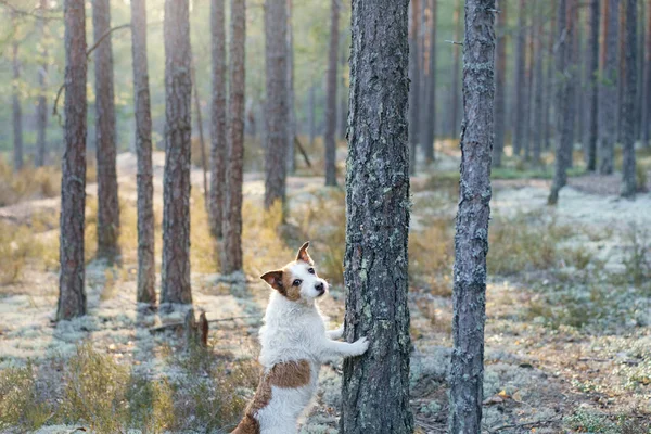 Ormandaki Köpek Pençelerini Ağaca Koydu Evcil Bir Hayvanla Yürüyorum Jack — Stok fotoğraf