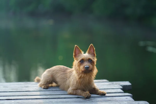 Australian Terrier Pier Walking Dog Lake Pet Resting Nature — Stock Photo, Image