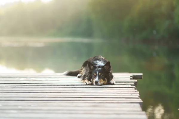 Border Collie Piren Går Med Hunden Vid Sjön Husdjuret Vilar — Stockfoto