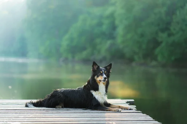 Border Collie Muelle Paseando Perro Por Lago Mascota Está Descansando —  Fotos de Stock
