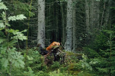 Yaz ormanında kızıl köpek. Nova Scotia ördek avcısıdır doğada. 