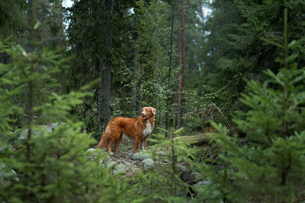 Czerwony Pies Letnim Lesie Nova Scotia Retriever Kaczka Naturze — Zdjęcie stockowe