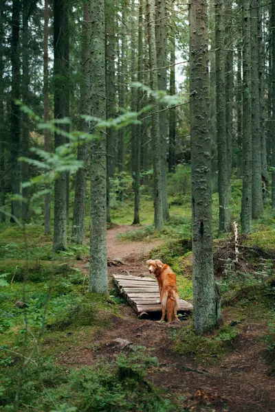 Κόκκινο Σκυλί Στο Καλοκαιρινό Δάσος Νέα Σκωτία Πάπια Retriever Στη — Φωτογραφία Αρχείου