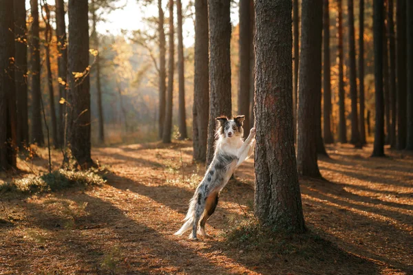 Hond Natuur Herfst Stemming Border Collie Legde Poten Een Boom — Stockfoto