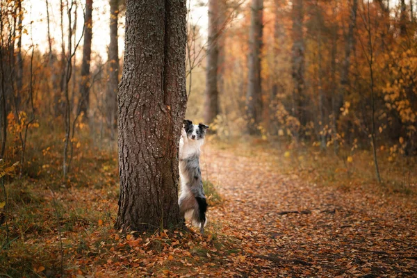 Собака Природе Осеннее Настроение Пограничный Колли Положил Лапы Дерево Животное — стоковое фото