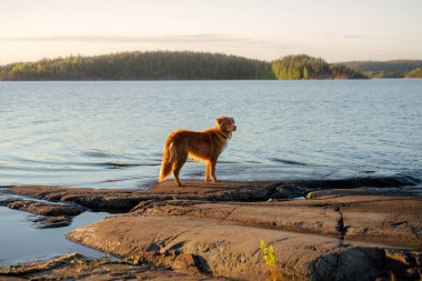 Gün batımında deniz kıyısında bir köpek. Nova Scotia ördek çanı benzersiz bir manzarada av köpeği.