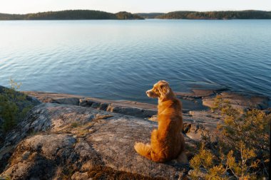 Gün batımında deniz kıyısında bir köpek. Nova Scotia ördek çanı benzersiz bir manzarada av köpeği.