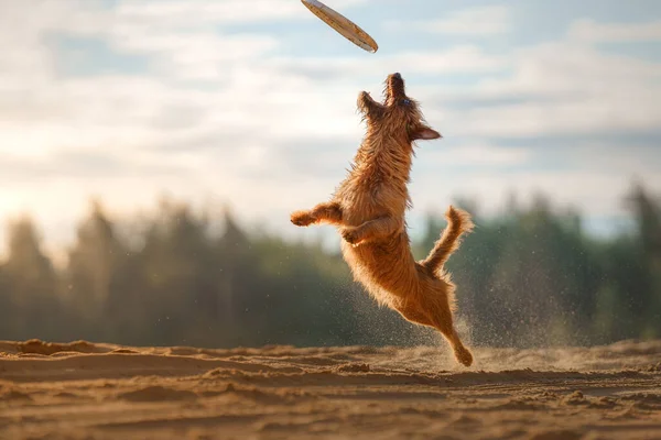 犬は砂の上の円盤で遊んでいます 小さなオーストラリアのテリアはおもちゃをキャッチします — ストック写真