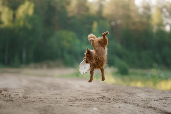 Собака Играет Диском Песке Маленький Австралийский Терьер Ловит Игрушку — стоковое фото