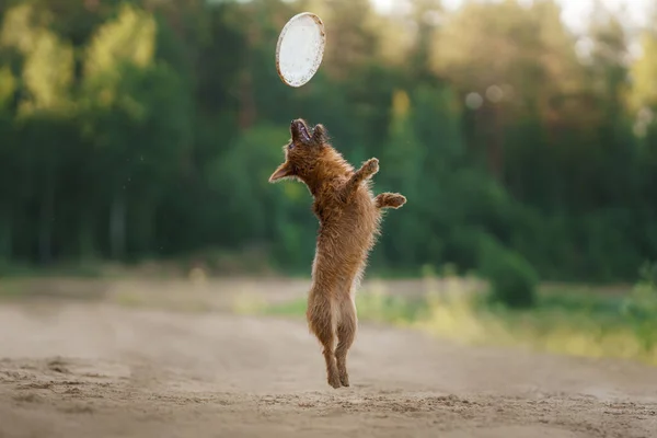 Anjing Sedang Bermain Dengan Disk Atas Pasir Seekor Terrier Kecil — Stok Foto