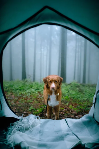 Toller dog in a tent in forest. Traveling with a pet. Hiking, Nova Scotia duck tolling retriever