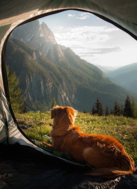 Çadırdaki Toller köpeği. Dağların güzel manzarası. Bir evcil hayvanla seyahat etmek. Yürüyüş, Nova Scotia ördek çobanı