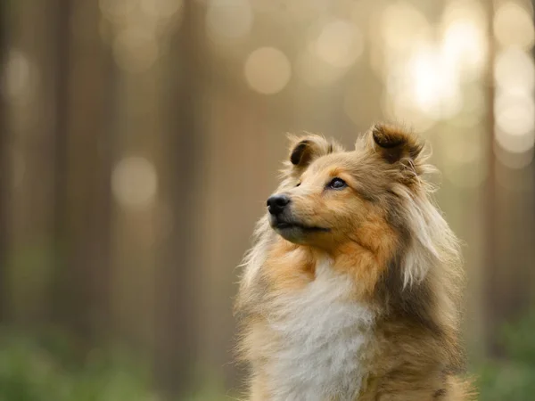 Red Sheltie Dog Domácí Mazlíček Přírodním Bokeh Portrétu — Stock fotografie