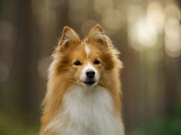 Roter Sheltie Hund Haustier Auf Der Natur Bokeh Porträt — Stockfoto