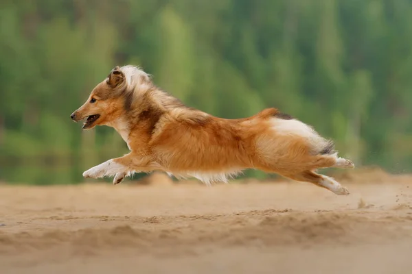 砂浜を走ったり遊んだりする赤いシェルティー犬です 自然界のペット 追跡ハイキング旅行 — ストック写真
