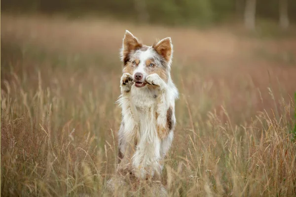 Köpek Pençelerini Çimenlerde Sallıyor Akıllı Sınır Çoban Köpeği — Stok fotoğraf