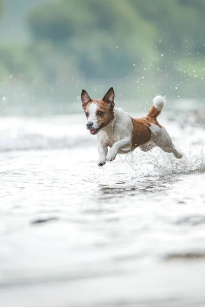 Perro Volador Jack Russell Terrier Activo Saltando Agua Vacaciones Activas — Foto de Stock