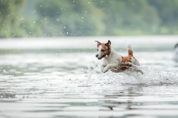 Vliegende Hond Active Jack Russell Terriër Springt Het Water Actieve — Stockfoto
