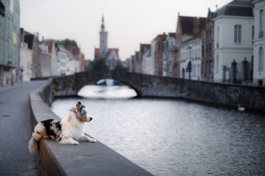 Eski şehirde bir köpek. Bir evcil hayvanla seyahat etmek. Avrupa binalarının önünde Avusturalya çoban köpeği. Bir evcil hayvanla seyahat etmek. 